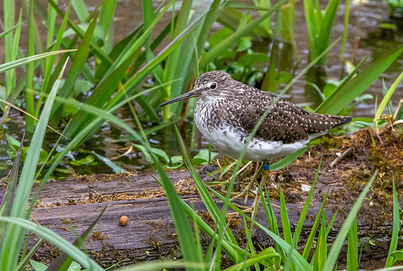 Green sandpiper