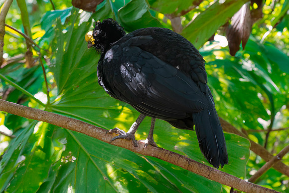 Great curassow