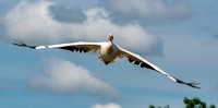 Great white pelican, flying