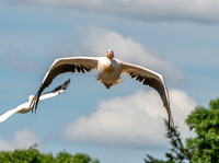 Great white pelican, flying