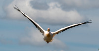 Great white pelican, flying