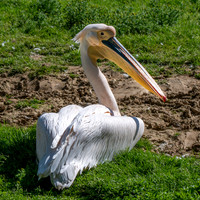 Great white pelican