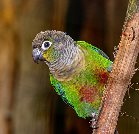 Green cheeked parakeet