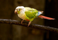 Green cheeked parakeet