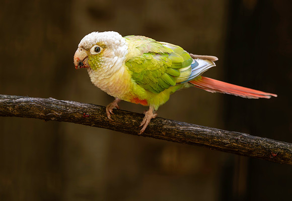 Green cheeked parakeet