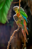 Green cheeked parakeet