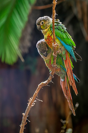 Green cheeked parakeet