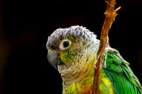 Green cheeked parakeet