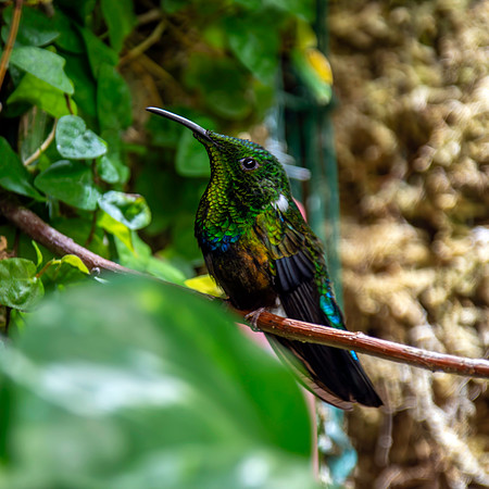 Green throated carib