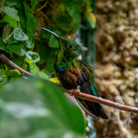 Green throated carib