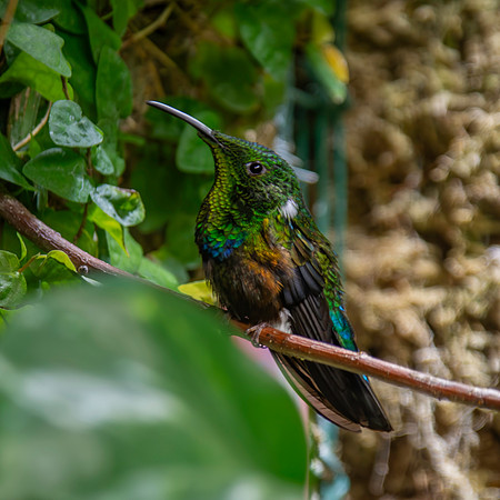 Green throated carib