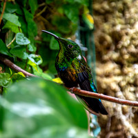 Green throated carib