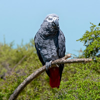 African Grey Parrot
