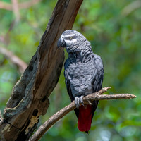 African Grey Parrot