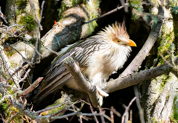 Guira cuckoo
