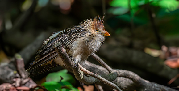 Guira cuckoo