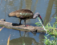 Hadeda Ibis