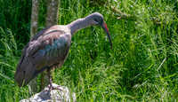 Hadeda Ibis