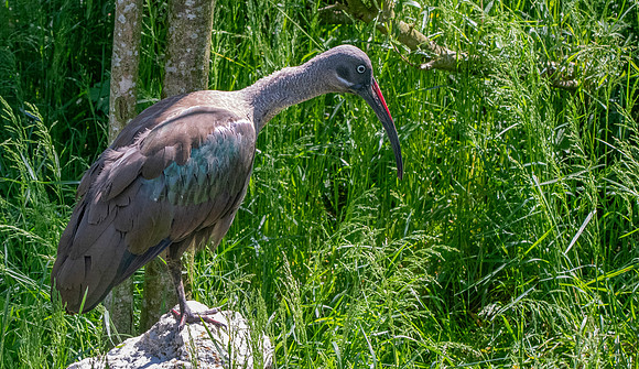Hadeda Ibis