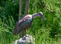 Hadeda Ibis