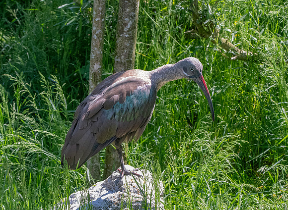 Hadeda Ibis