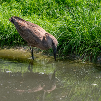 Hamerkop