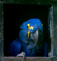 Hyacinth macaw