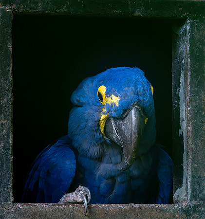 Hyacinth macaw