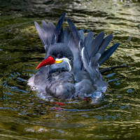 Inca Tern