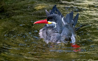 Inca Tern