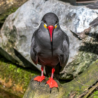 Inca Tern