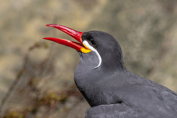 Inca Tern