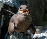 Inca Tern, juvenile
