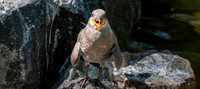 Inca Tern, juvenile