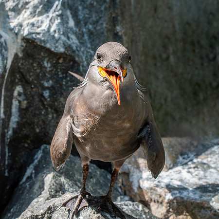 Inca Tern, juvenile