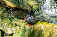 Inca Tern