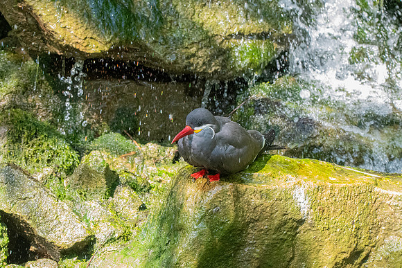 Inca Tern