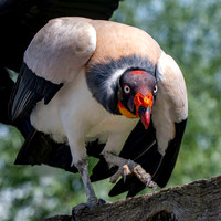 King vulture