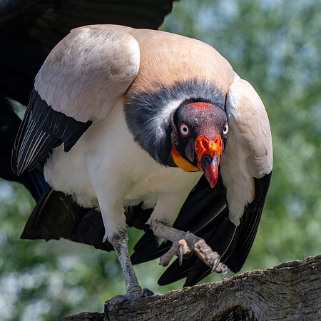 King vulture