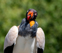 King vulture