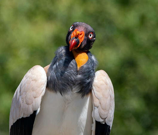 King vulture