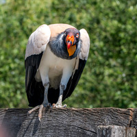 King vulture