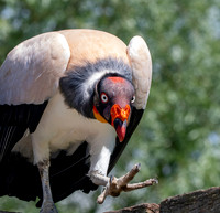 King vulture
