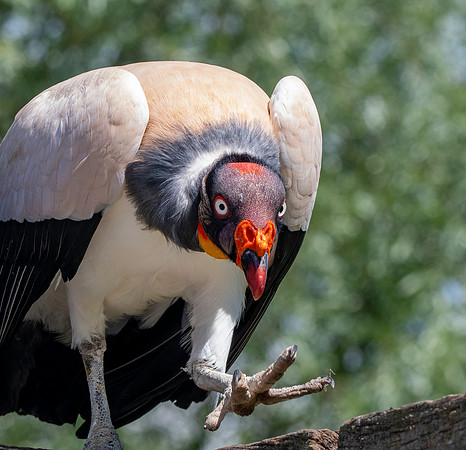 King vulture