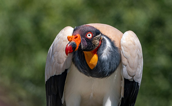 King vulture