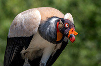 King vulture