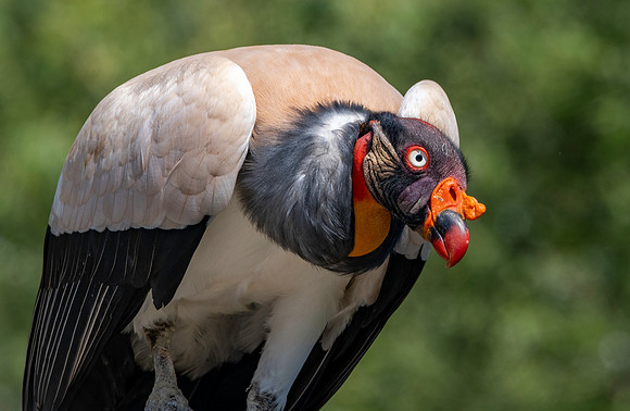 King vulture
