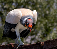 King vulture