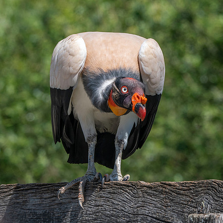 King vulture