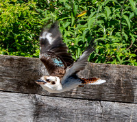 Laughing kookaburra